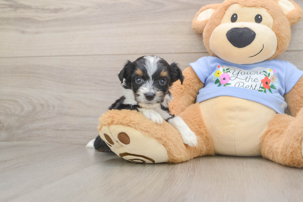 Fluffy Mini Aussiedoodle Poodle Mix Pup