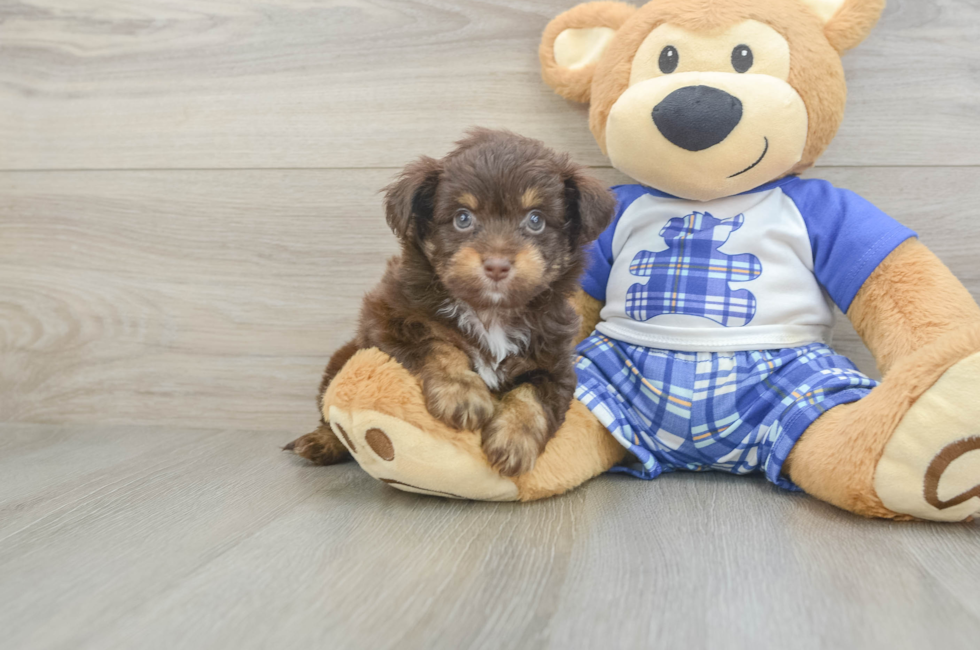 8 week old Mini Aussiedoodle Puppy For Sale - Fairfield Furbabies