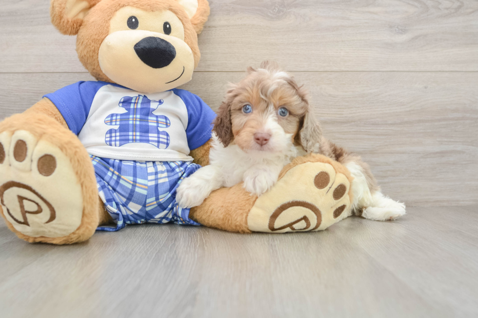 Mini Aussiedoodle Pup Being Cute