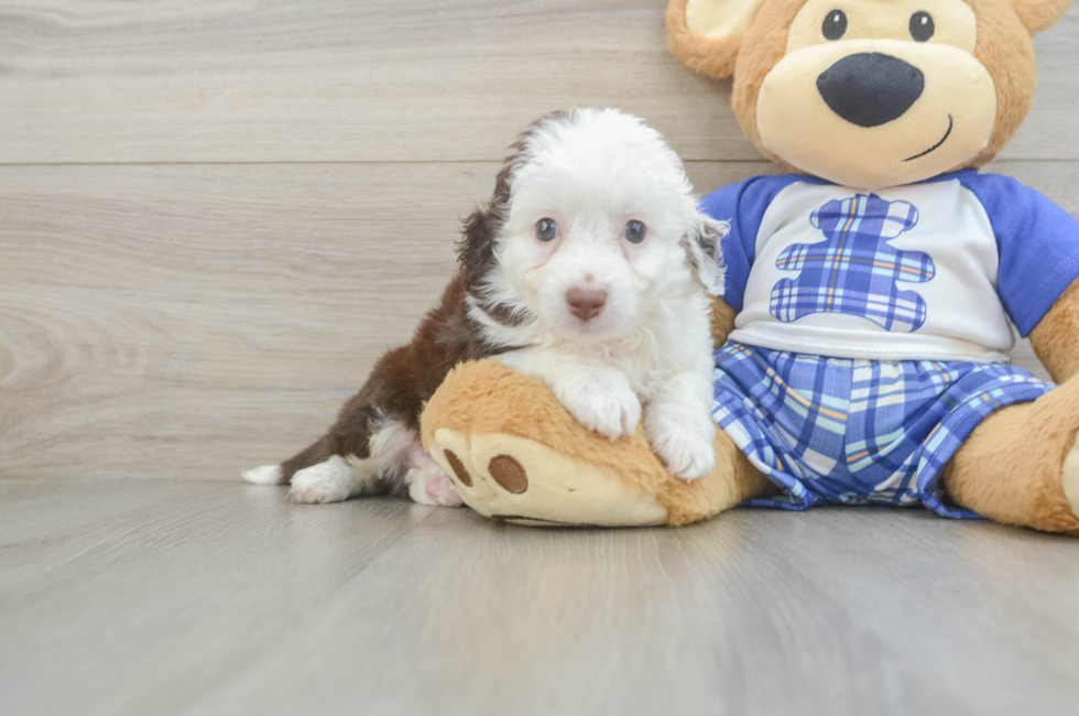 8 week old Mini Aussiedoodle Puppy For Sale - Fairfield Furbabies