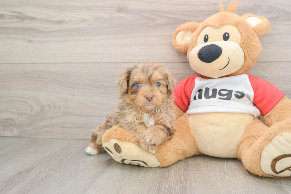 Energetic Aussie Poo Poodle Mix Puppy