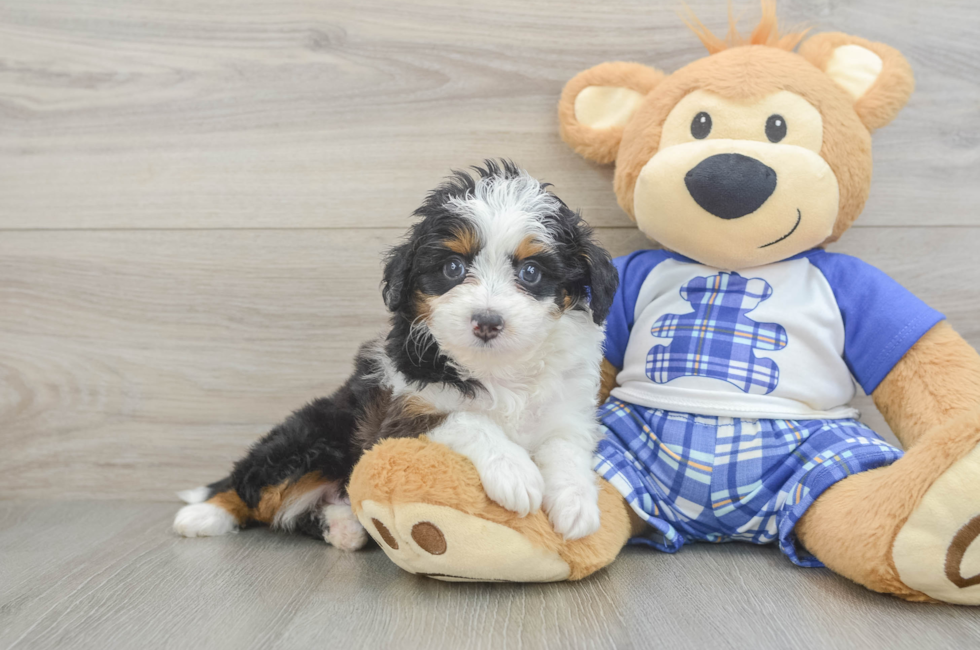 8 week old Mini Aussiedoodle Puppy For Sale - Fairfield Furbabies