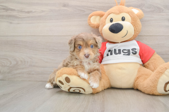 Smart Mini Aussiedoodle Poodle Mix Pup
