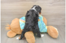 Friendly Mini Aussiedoodle Baby