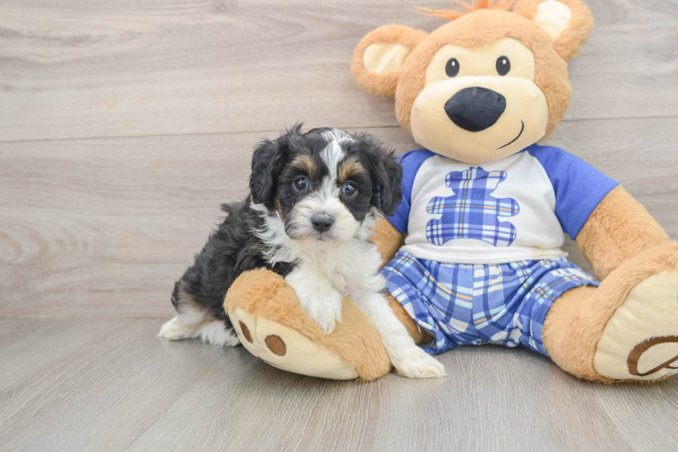 Best Mini Aussiedoodle Baby