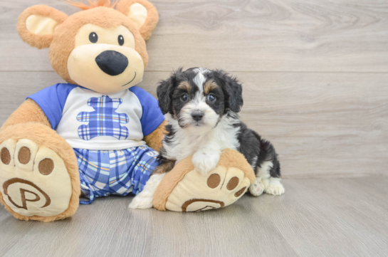 Little Mini Aussiepoo Poodle Mix Puppy