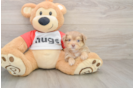 Fluffy Mini Aussiedoodle Poodle Mix Pup
