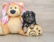 6 week old Mini Aussiedoodle Puppy For Sale - Fairfield Furbabies
