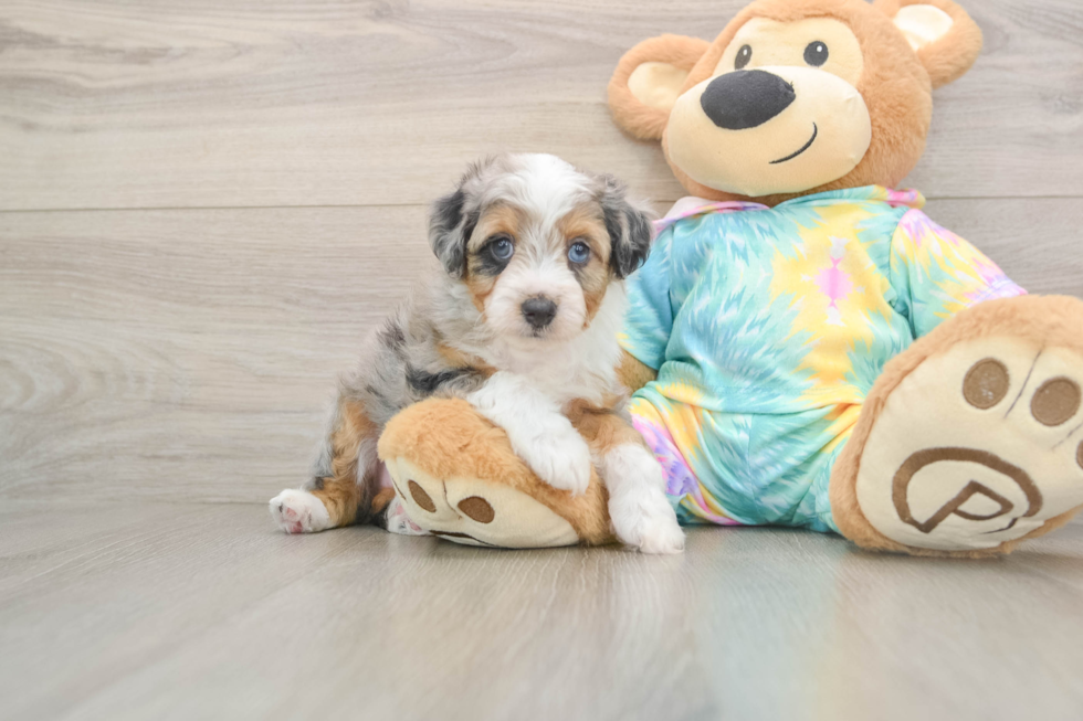 Playful Aussiepoo Poodle Mix Puppy
