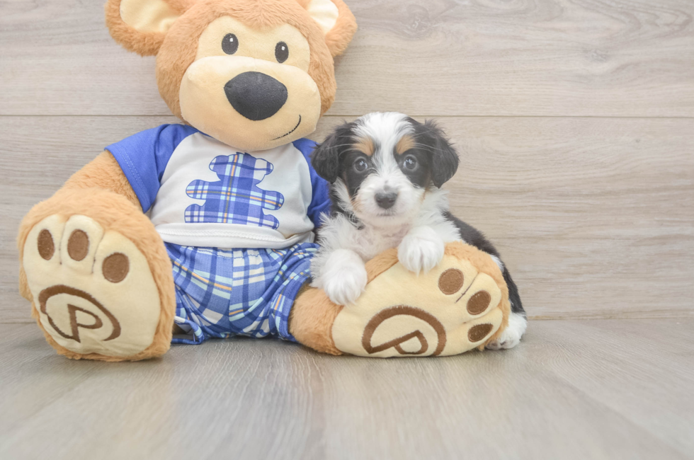 6 week old Mini Aussiedoodle Puppy For Sale - Fairfield Furbabies