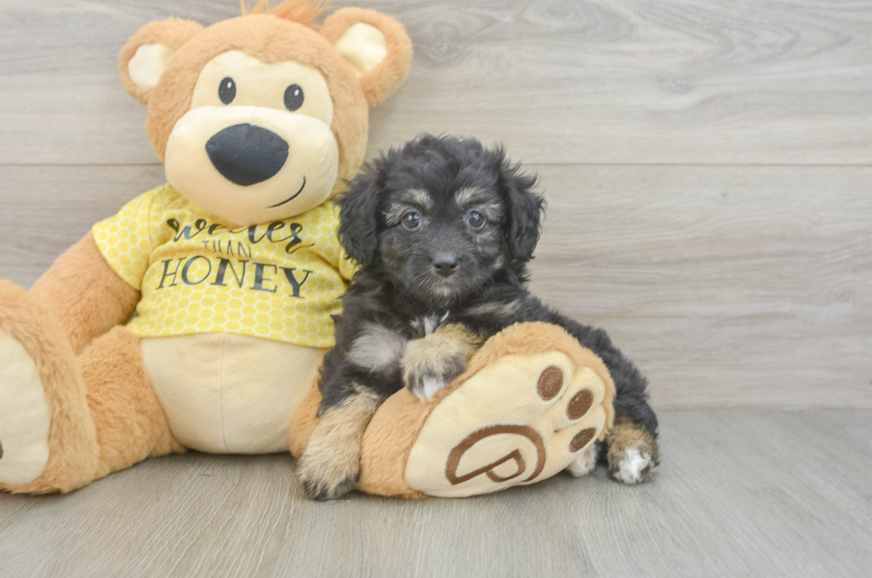 6 week old Mini Aussiedoodle Puppy For Sale - Fairfield Furbabies