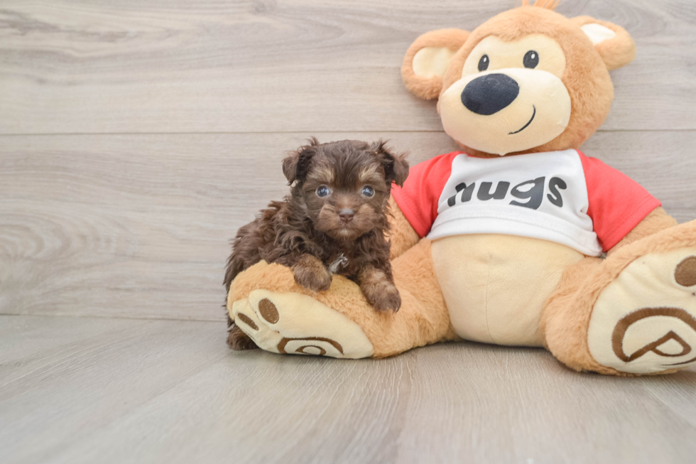 Mini Aussiedoodle Pup Being Cute