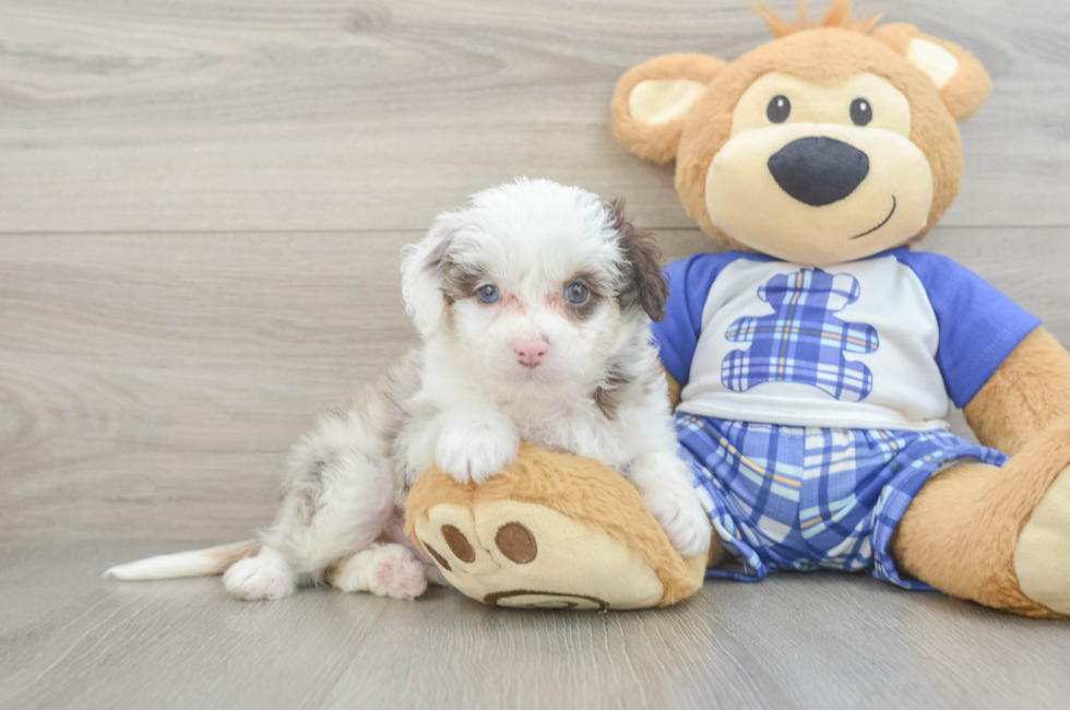 8 week old Mini Aussiedoodle Puppy For Sale - Fairfield Furbabies