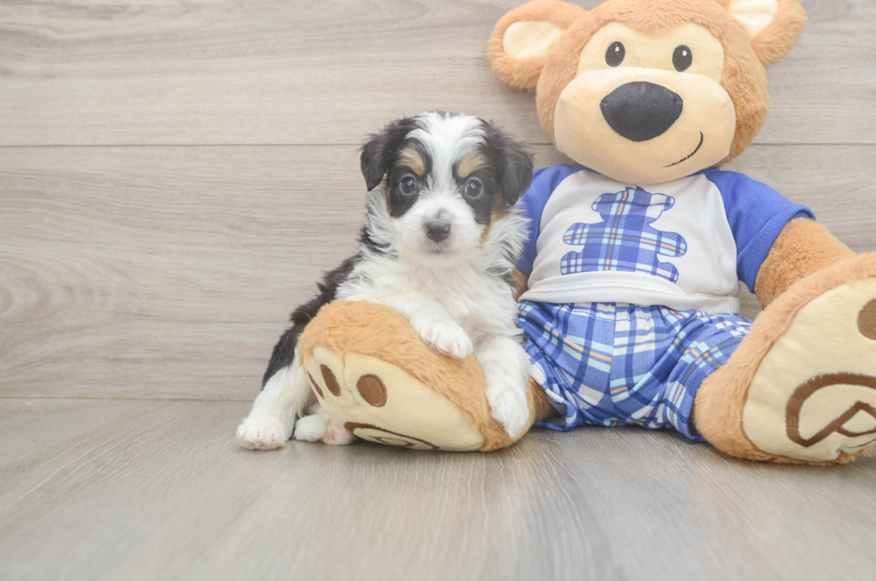 6 week old Mini Aussiedoodle Puppy For Sale - Fairfield Furbabies