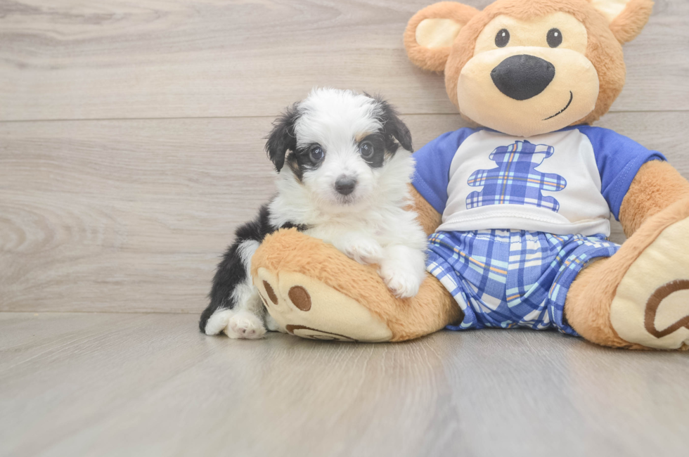 6 week old Mini Aussiedoodle Puppy For Sale - Fairfield Furbabies