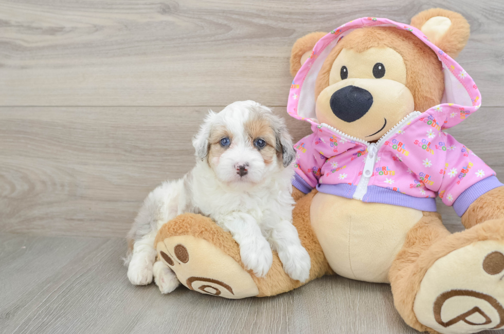7 week old Mini Aussiedoodle Puppy For Sale - Fairfield Furbabies