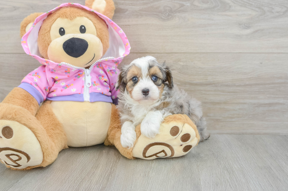 7 week old Mini Aussiedoodle Puppy For Sale - Fairfield Furbabies