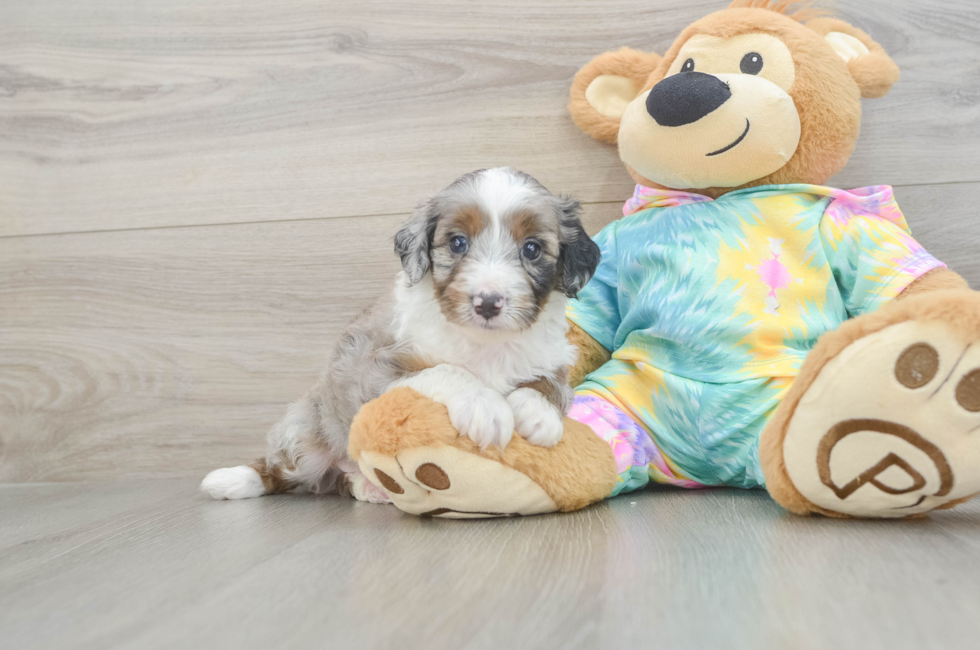 6 week old Mini Aussiedoodle Puppy For Sale - Fairfield Furbabies