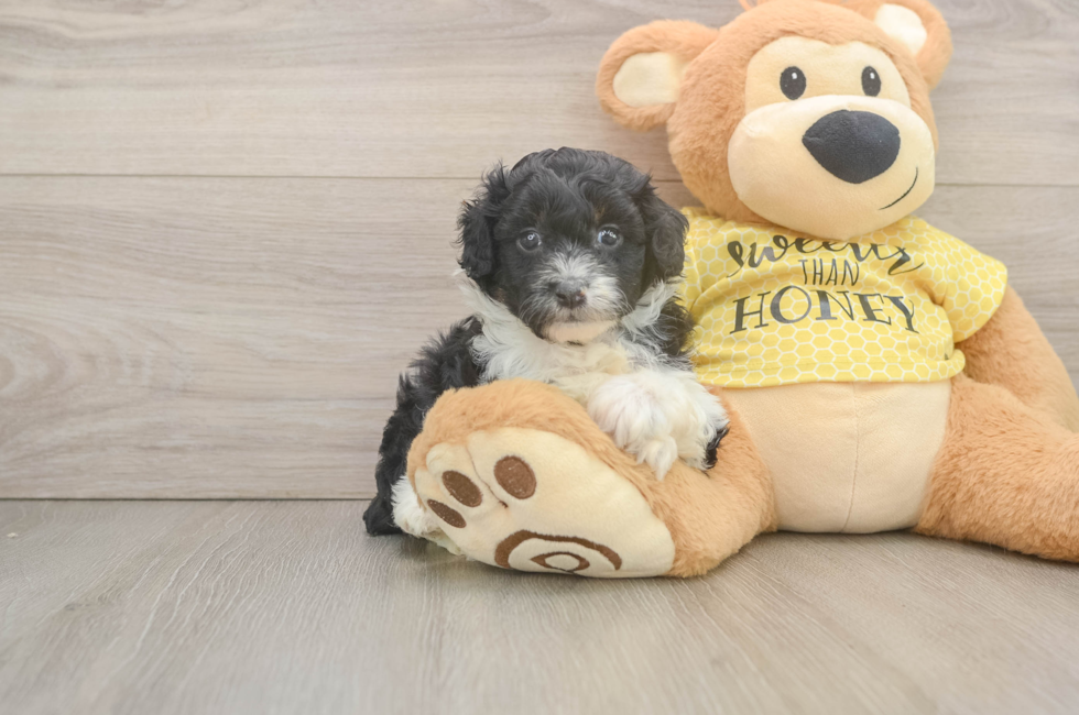 5 week old Mini Aussiedoodle Puppy For Sale - Fairfield Furbabies
