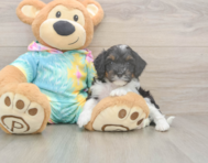 7 week old Mini Aussiedoodle Puppy For Sale - Fairfield Furbabies