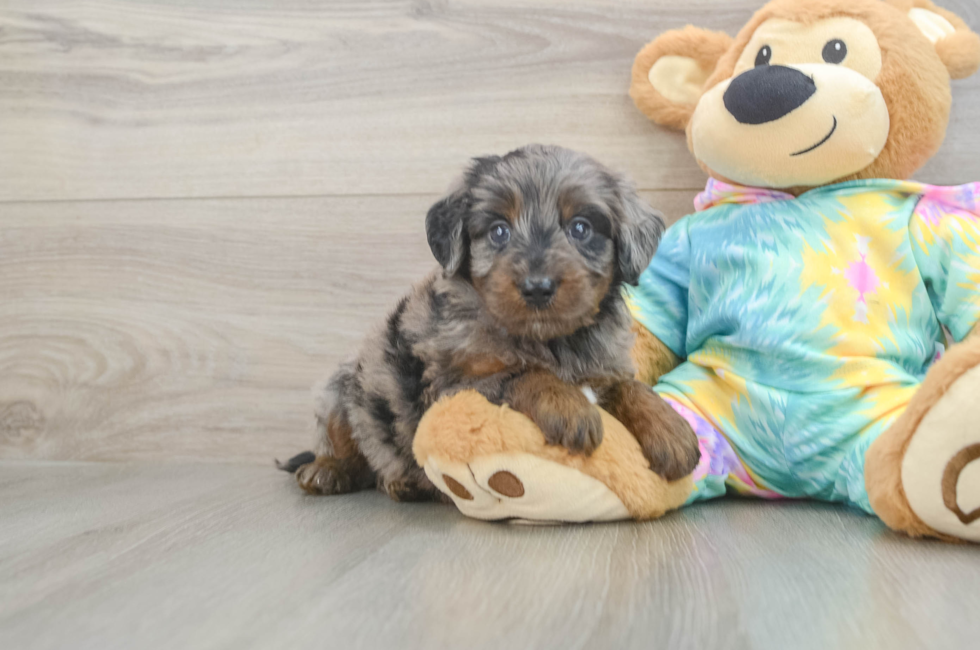 6 week old Mini Aussiedoodle Puppy For Sale - Fairfield Furbabies