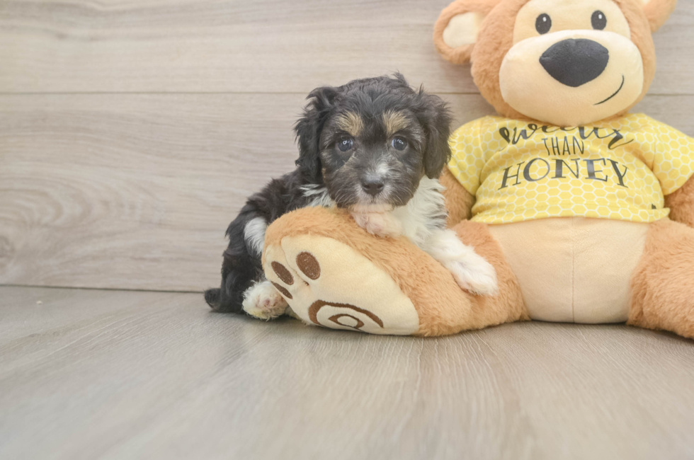 5 week old Mini Aussiedoodle Puppy For Sale - Fairfield Furbabies