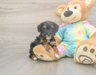 7 week old Mini Aussiedoodle Puppy For Sale - Fairfield Furbabies