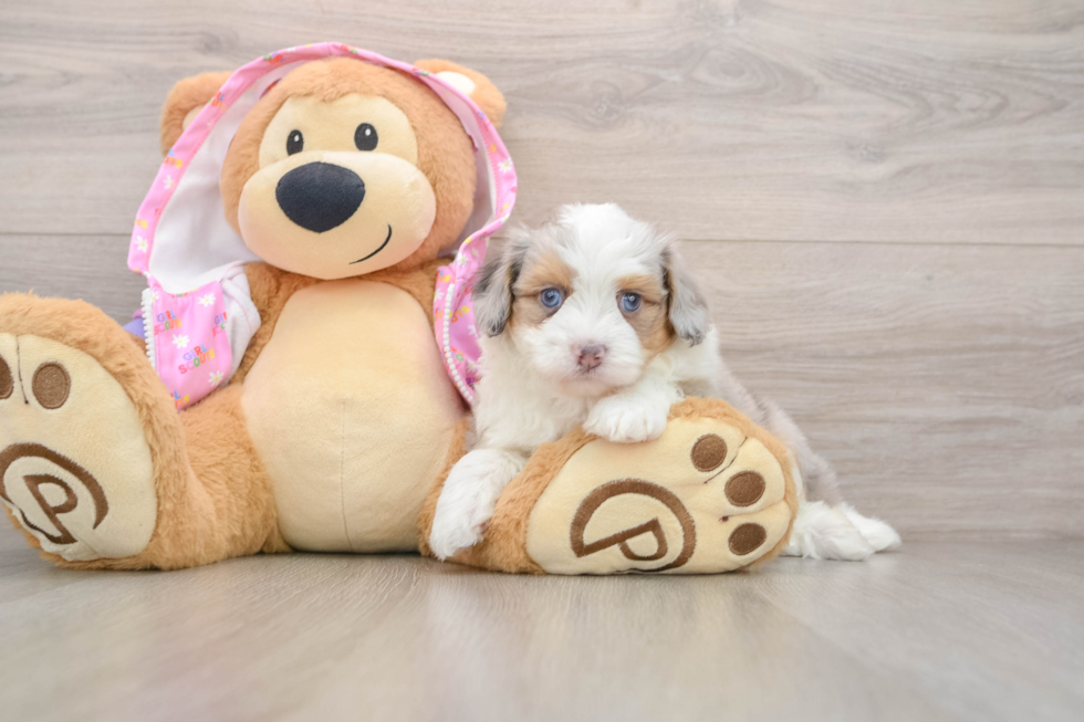 Mini Aussiedoodle Pup Being Cute