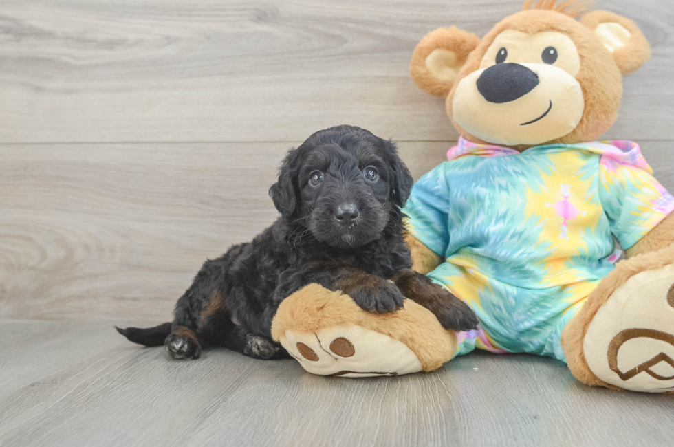 6 week old Mini Aussiedoodle Puppy For Sale - Fairfield Furbabies