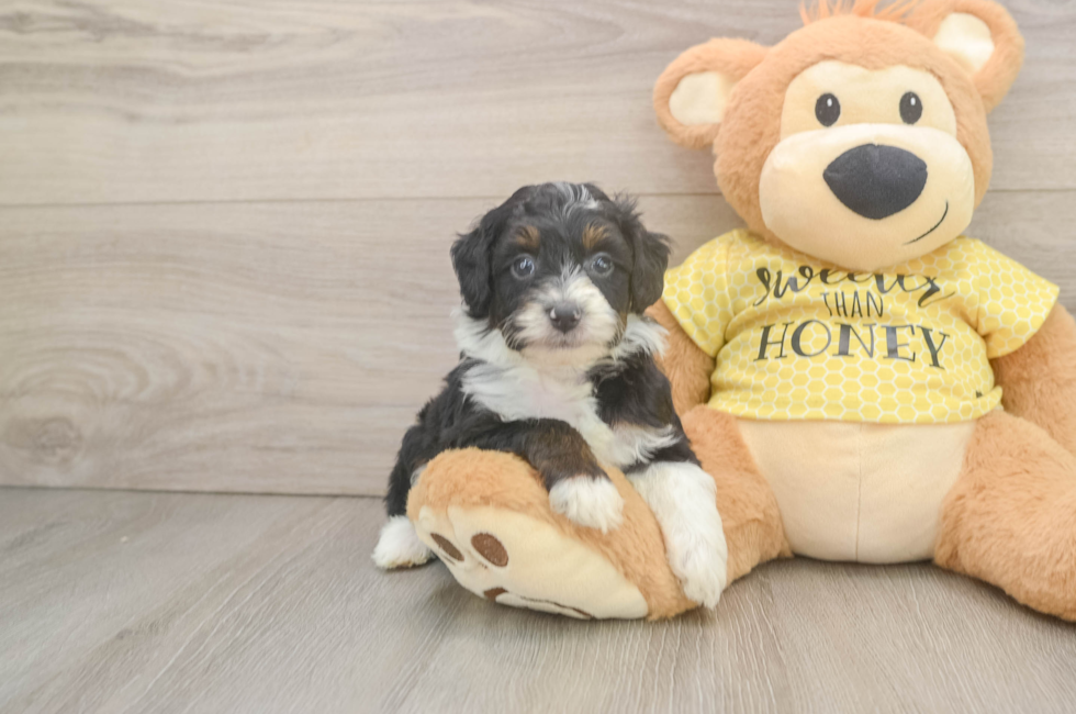 5 week old Mini Aussiedoodle Puppy For Sale - Fairfield Furbabies