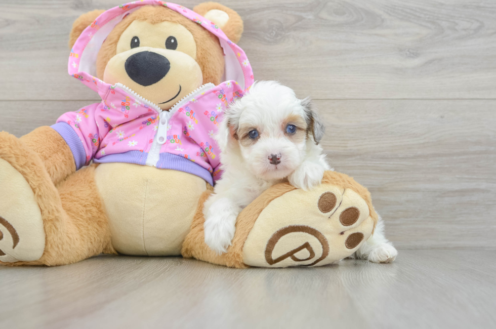 7 week old Mini Aussiedoodle Puppy For Sale - Fairfield Furbabies