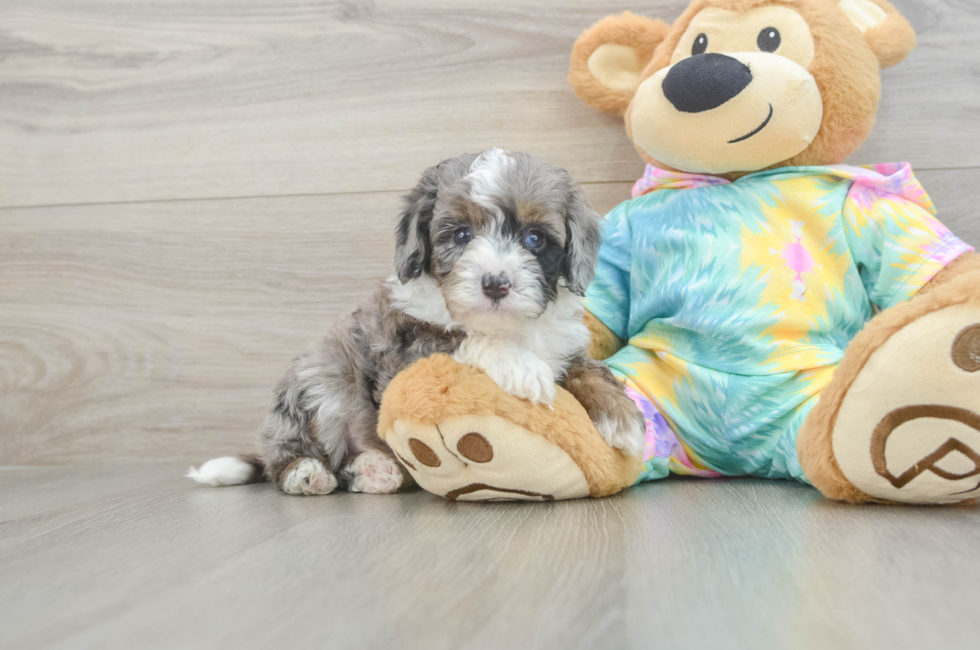 6 week old Mini Aussiedoodle Puppy For Sale - Fairfield Furbabies