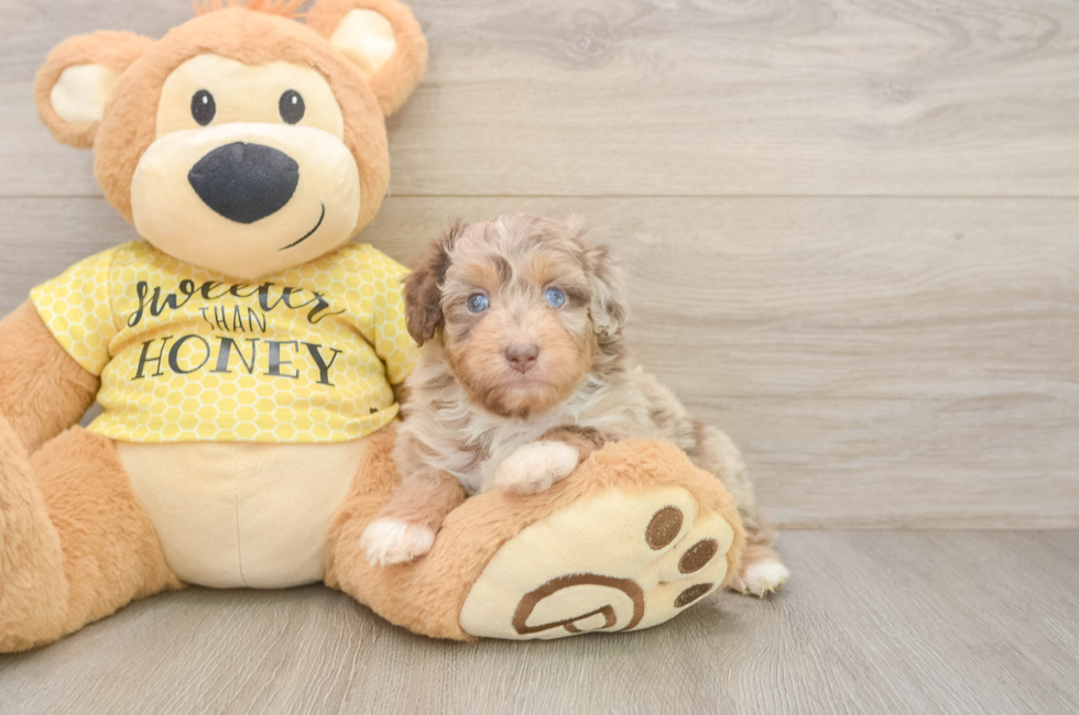 5 week old Mini Aussiedoodle Puppy For Sale - Fairfield Furbabies