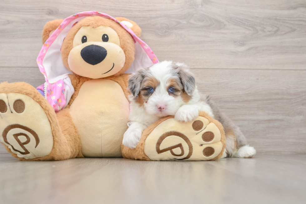 Mini Aussiedoodle Pup Being Cute
