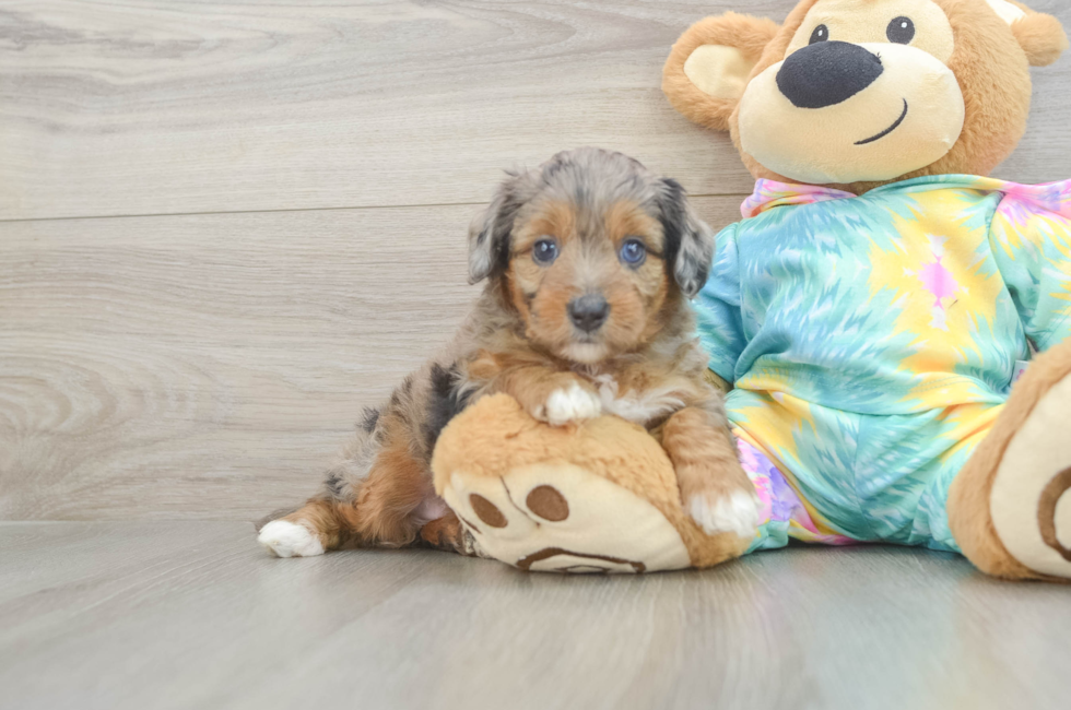 6 week old Mini Aussiedoodle Puppy For Sale - Fairfield Furbabies