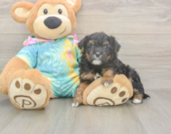 7 week old Mini Aussiedoodle Puppy For Sale - Fairfield Furbabies