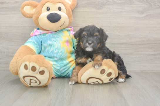 Mini Aussiedoodle Puppy for Adoption