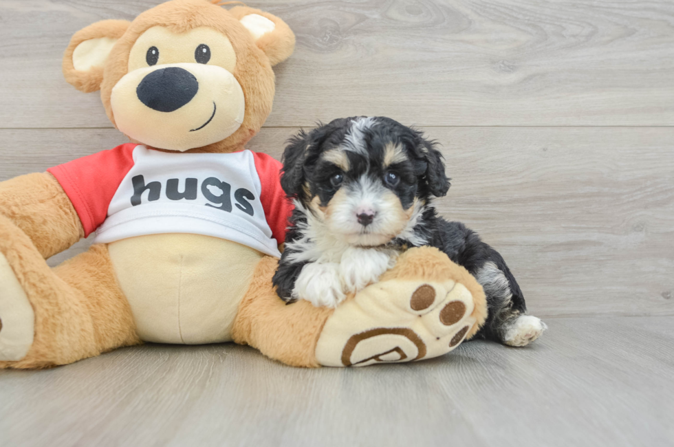 5 week old Mini Aussiedoodle Puppy For Sale - Fairfield Furbabies
