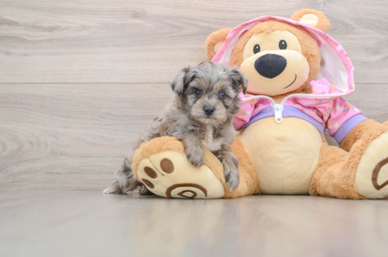Mini Aussiedoodle Puppy for Adoption