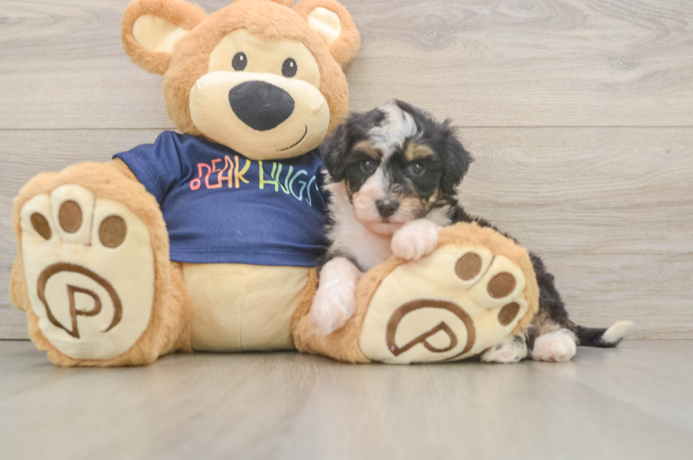 6 week old Mini Aussiedoodle Puppy For Sale - Fairfield Furbabies
