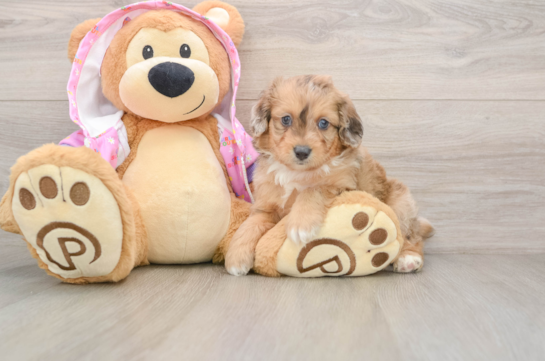 Mini Aussiedoodle Puppy for Adoption