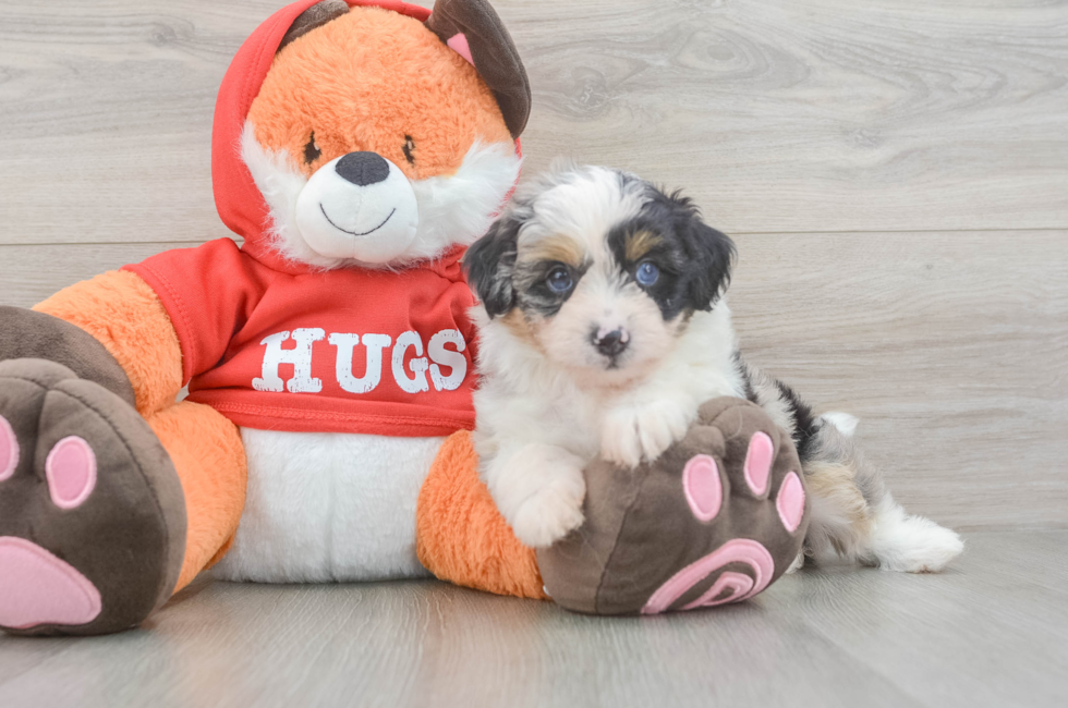 6 week old Mini Aussiedoodle Puppy For Sale - Fairfield Furbabies