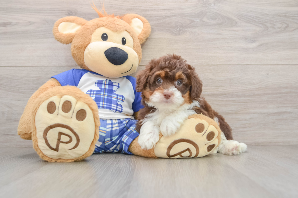 Mini Aussiedoodle Pup Being Cute