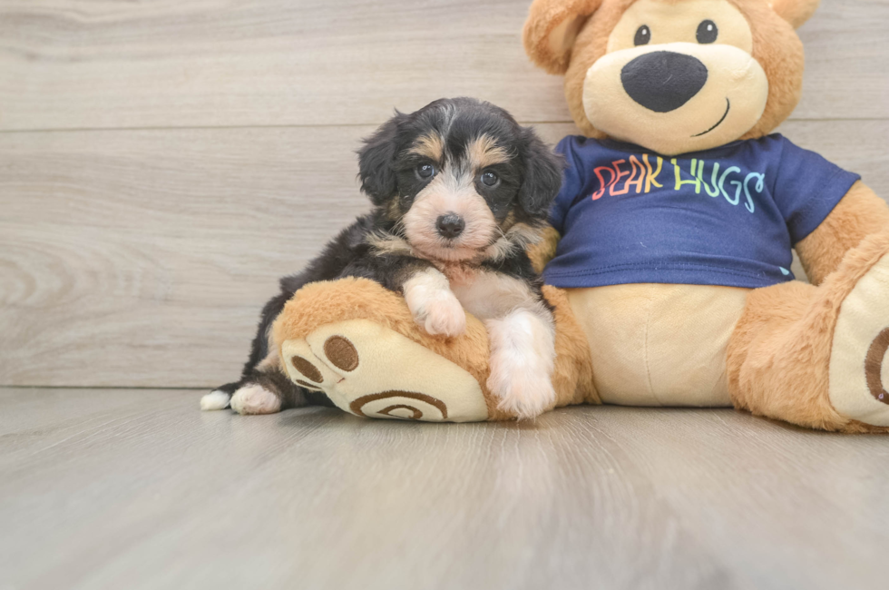 6 week old Mini Aussiedoodle Puppy For Sale - Fairfield Furbabies