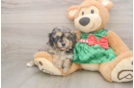 Funny Mini Aussiedoodle Poodle Mix Pup
