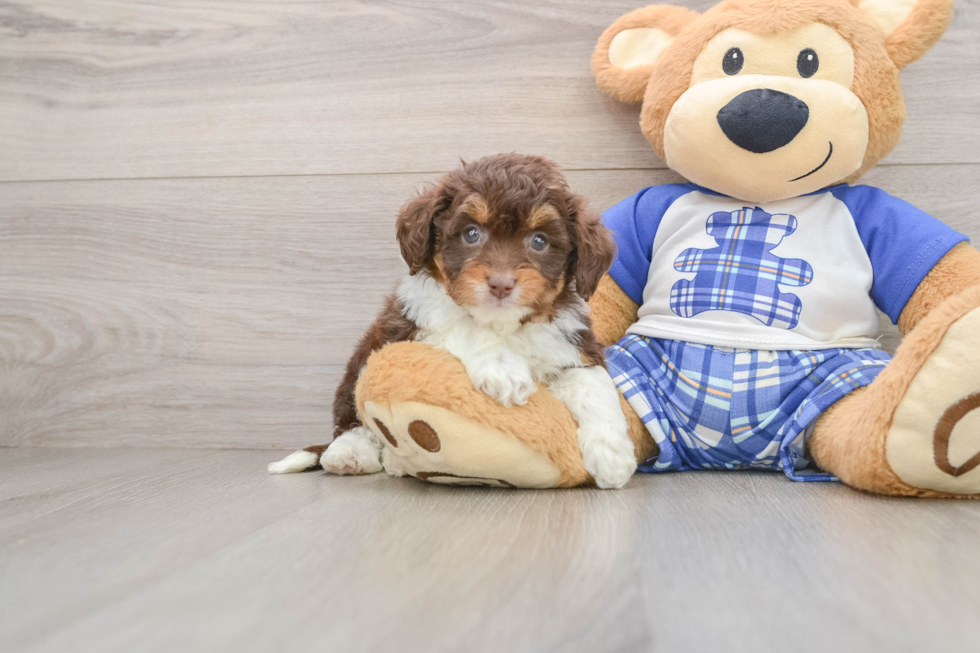 Popular Mini Aussiedoodle Poodle Mix Pup