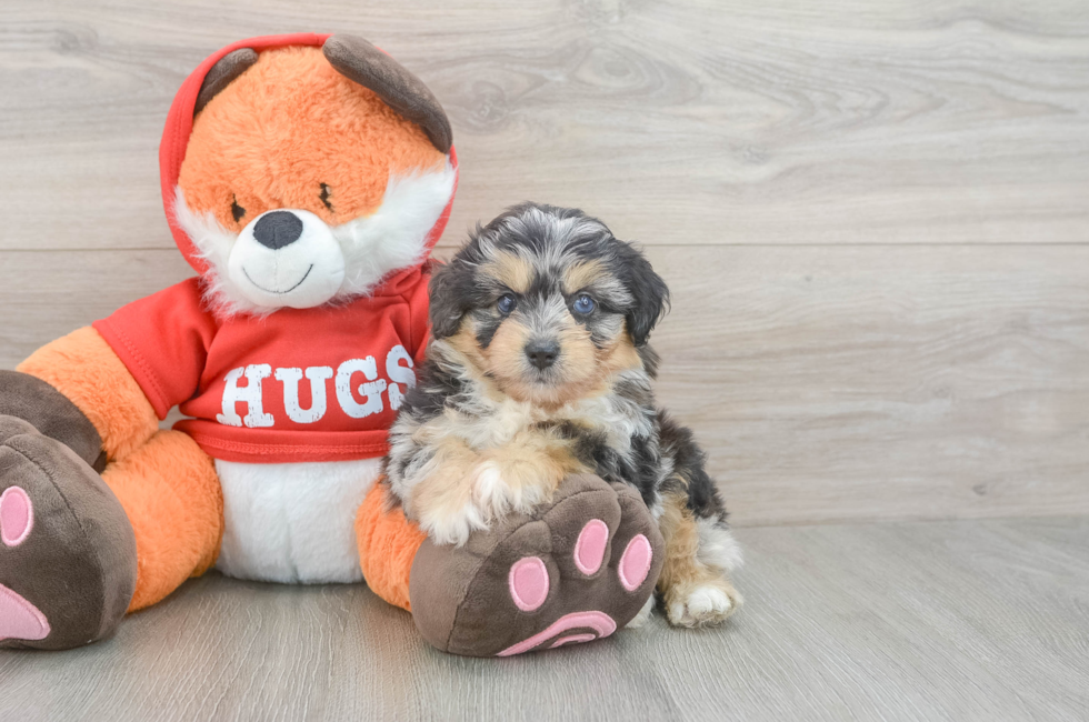 6 week old Mini Aussiedoodle Puppy For Sale - Fairfield Furbabies