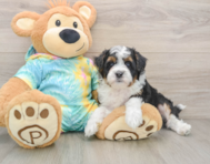 7 week old Mini Aussiedoodle Puppy For Sale - Fairfield Furbabies
