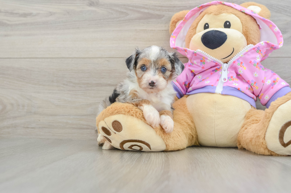 7 week old Mini Aussiedoodle Puppy For Sale - Fairfield Furbabies