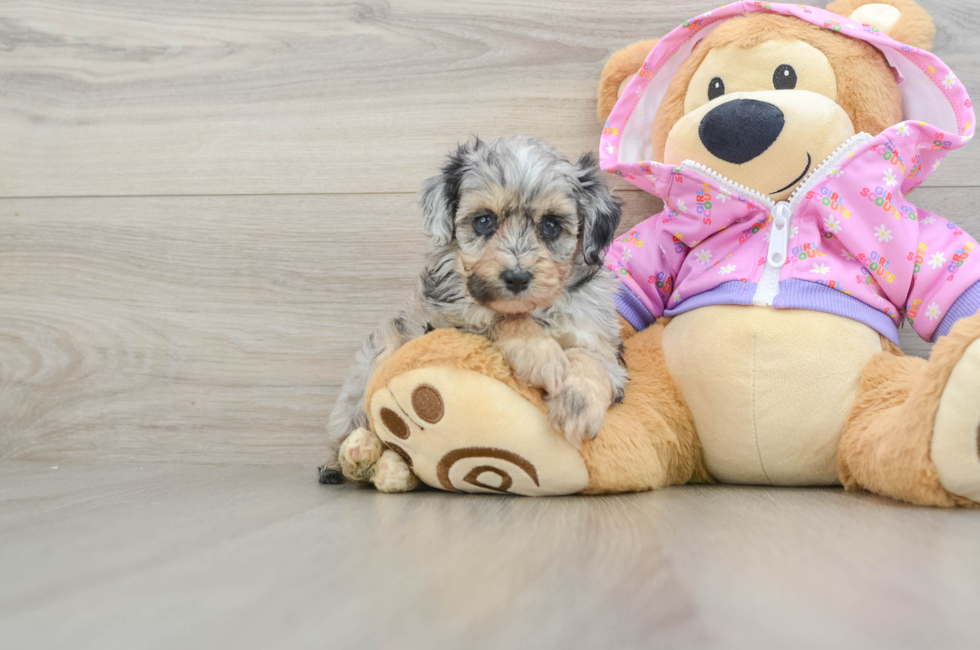 7 week old Mini Aussiedoodle Puppy For Sale - Fairfield Furbabies